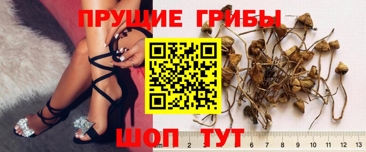 Галлюциногенные грибы Magic Shrooms  Галлюциногенные грибы Psilocybe  Вход с VPN  Хасавюрт 
